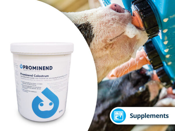 Prominend Colostrum Calf