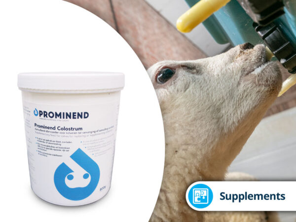 Prominend Colostrum Lamb