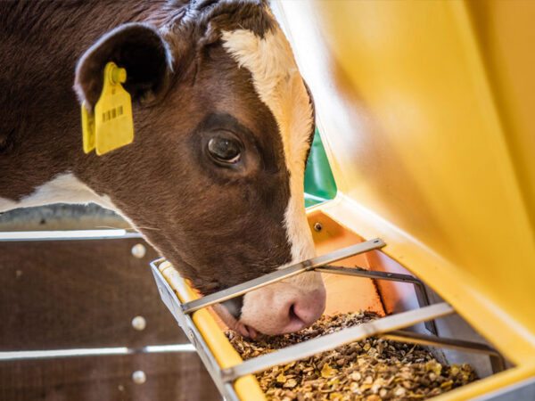 Calf dry feed